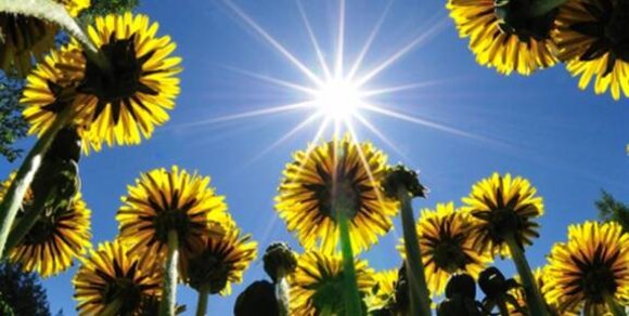 A field of bright yellow dandelions under a clear blue sky, with the sun shining brightly overhead.