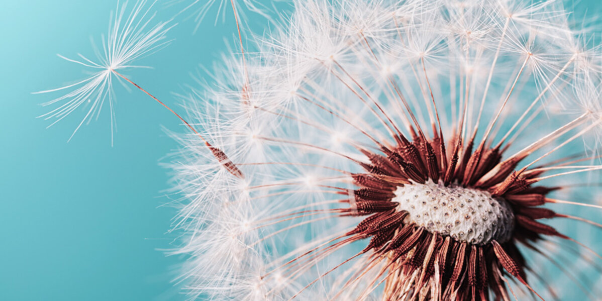 A close-up of a dandelion seed head with delicate white fluff and a brown central stem, some seeds drifting away.