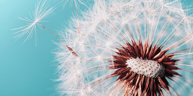 A close-up of a dandelion seed head with delicate white fluff and a brown central stem, some seeds drifting away.